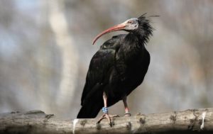ibis skalní_foto Pavel Vlček 