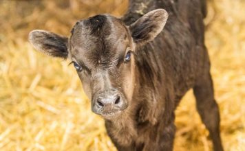 Malí otužilci v Zoo Ostrava