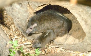 Druhé mládě damana pralesního v ZOO Ostrava