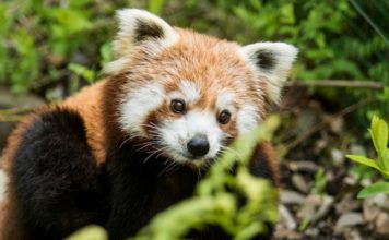 Dvojčata pand červených v Zoo Ostrava konečně začala objevovat výběh