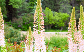 BOTANICKÉ ZAJÍMAVOSTI ZOO OSTRAVA: POUŠTNÍ OCAS