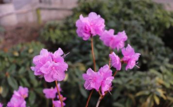 Krása k nakousnutí