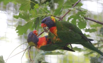 Rekordní počet mláďat u lori horských v Zoo Ostrava