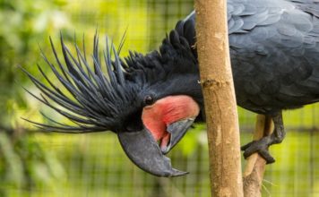 Mládě u kakadu palmového