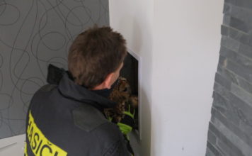 Ostravští hasiči zachraňovali puštíka z mexického komína