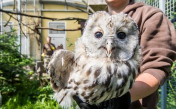 Aktuality o puštících bělavých v Zoo Ostrava a projektu na jejich záchranu v Rakousku