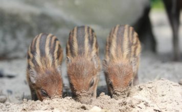 Národní den prasat