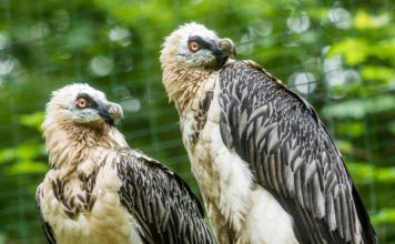 Hnízdní sezóna supů v Zoo Ostrava je v plném proudu