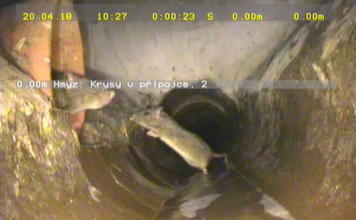 Plošná deratizace v Ostravě byla zahájena