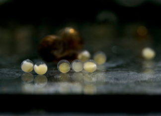 V Zoo Ostrava se rozmnožily vzácní mahsíři obří