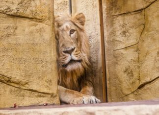 Do Zoo Ostrava dorazil mladý samec lva indického