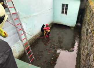 Záchrana dvou psů v Moravskoslezském kraji během necelého dne