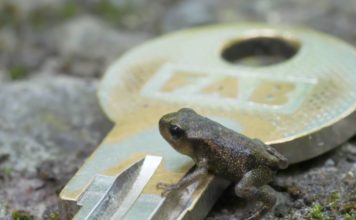 Migrace žab v Zoo Ostrava