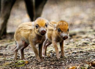 Mláďata u vzácných prasat z Filipín