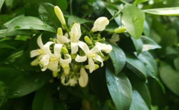 Prohlídky pěstebních skleníků v Zoo Ostrava začínají tuto sobotu