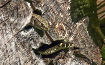 Biodiverzita v Zoo Ostrava: Neobvyklí spolubydlící