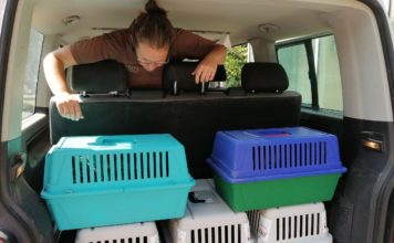 Mladí puštíci bělaví ze Zoo Ostrava budou žít ve Vídeňském lese