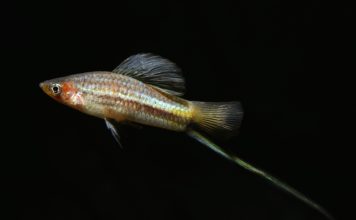 Milovníci šedých ryb se sešli v Ostravě