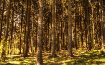 Smrk není jen okrasou českých zahrad, v minulosti zachraňoval i lidské životy