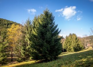 Tak to je ON!!! Vánoční strom pro Ostravu bude letos živý