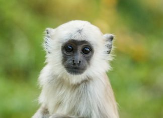 Vánoční dárky ze Zoo Ostrava