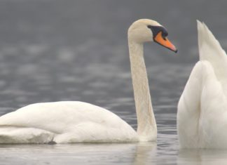 Krmení ptáků v zimním období. Cukrovím ani pečivem NE!