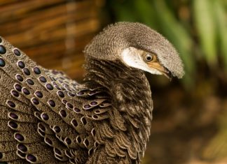 Nové chovné páry bažantů v Zoo Ostrava