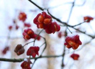 Kněžská bylina je botanickou zajímavostí v Zoo Ostrava