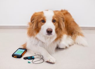 Telemedicína pomáhá už i zvířatům. Umí na dálku sledovat srdce psů