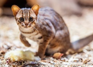 Nový pár koček cejlonských v Zoo Ostrava