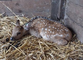 Vánoční nadílka mláďat v Zoo Ostrava