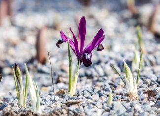 Botanické zajímavosti Zoo Ostrava: Jarní duhové královny
