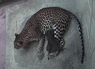 Po 14 letech se v Zoo Ostrava narodila mláďata levhartů cejlonských