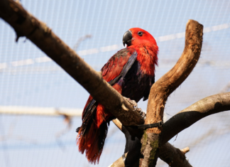 Jeden, nebo dva nové druhy papoušků v Zoo Ostrava?
