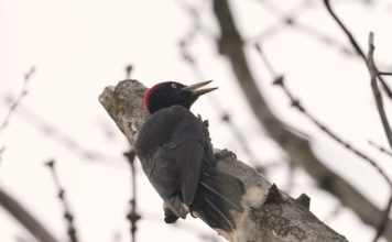 Biodiverzita v Zoo Ostrava: Datli černí – hluční obyvatelé zoo
