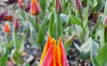 Botanické zajímavosti Zoo Ostrava: Krása kvetoucích turbanů