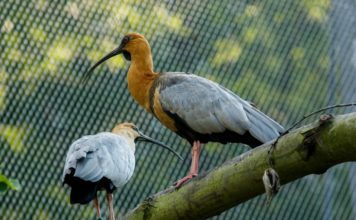 Mláďata ve voliéře La Pampa