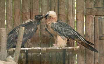 Zoo Ostrava poskytla dalšího orlosupa pro vypuštění do volné přírody