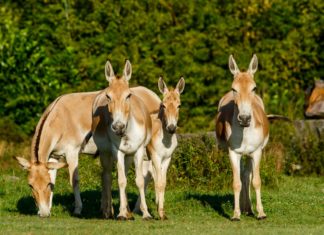 Zahájení provozu safari v Zoo Ostrava