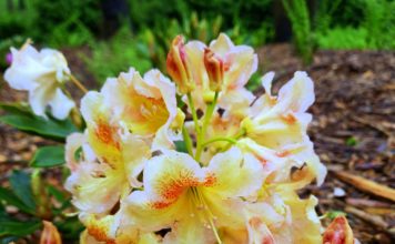 V Zoo Ostrava začaly rozkvétat rododendrony