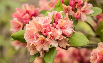 Dny Fajne rodiny: Skautská neděle v Zoo Ostrava