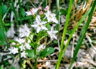 Botanické zajímavosti Zoo Ostrava: Hořký vodní jetel