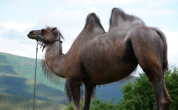 Budou se jednou v Beskydech toulat velbloudi? „Boj o vodu“ pokračuje