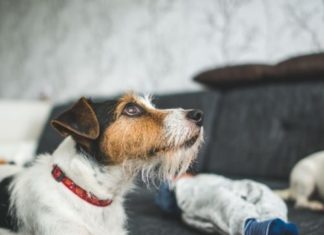 Pes v nájmu? Co by ne.