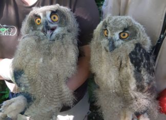 Mláďata největší evropské sovy v Zoo Ostrava