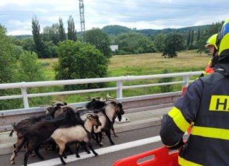 Kozy na dálnici D1 zaměstnaly nejen hasiče