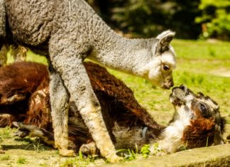 Zoo Ostrava na prázdniny prodlužuje otevírací dobu