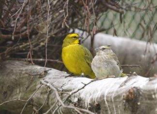 Novinky ve voliéře La Pampa: nový druh, vzácná mláďata a komentované krmení