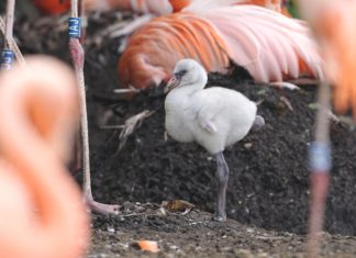 V Zoo Ostrava se vylíhla mláďata plameňáků