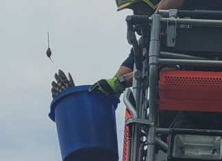 Hasiči zachraňovali na Opavsku puštíka, „uloveného“ rybáři